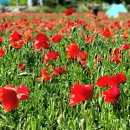 관설초등학교 이미지