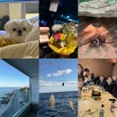 땅콩 애견유치원 | [12월] 12월의 마지막 날, 기억하고 싶은 일상 남기기!