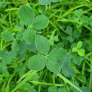 네잎클로버 이미지