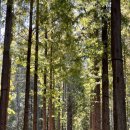 메타세쿼이아길 공중화장실 이미지