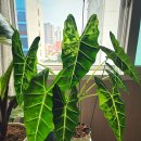 알로카시아 이미지