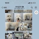 네버슬립독 이미지