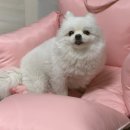 [루시드 동물병원 미아 본점] 강아지 스케일링 후기+ KB금쪽같은 펫보험 청구