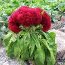 나실목장 이미지