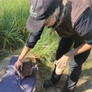시드니 페더데일 동물원 쿼카 만지기 인카운터 예약(입장권 셔틀 꿀팁)