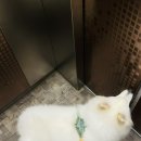 살랑애견미용실 이미지