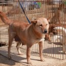 한국진돗개육종연구소 이미지