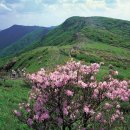 소백산삼계탕 이미지