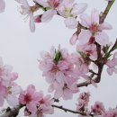 도화사
