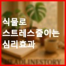 아이비 동물병원 | 식물로 스트레스 줄이는 심리 효과 총정리