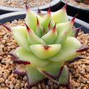 철화농장 이미지