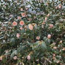 남해-252 이미지