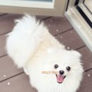 동동 애견 미용 | 사회성 없는 강아지 애견호텔 추천 켈리독 1박 가격 정보