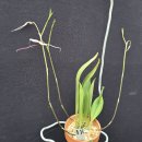 Scaphosepalum gibberosum 스카포세팔룸 기베로섬 이미지