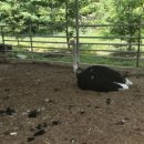 숲뒤농장 이미지