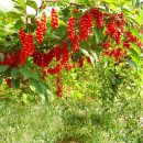 월악산자연농장 이미지