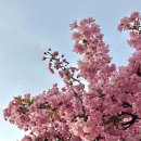 각원사길 | 천안 벚꽃명소 추천, ‘상록랜드 &amp; 각원사’ (+해방촌) with NOL