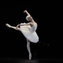 스텔라바디핏 이미지