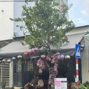 meow meow | 다낭 미케비치 카페 meow coffee 뮤 커피 내돈내산 후기 고양이 카페 망고스무디 추천