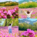 원광초등학교 | 2026 불암산 철쭉제 철쭉동산 나비정원 둘레길 기본정보