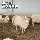 마티건축사사무소 | 경남 거제 숲소리공원 거제 아이랑가볼만한곳 양떼목장 먹이주기체험과 도토리놀이터에서 자연체험 공간