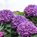 안성리-2 이미지