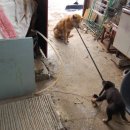 하룻 강아지 이미지