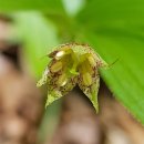 나리반점 이미지