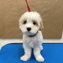 멍미용 | 일산 백석 애견미용 / 멍페스타 / 위생미용 목욕 / 내돈내산 후기