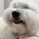 U-DENTAL | 강아지알러지껌 가수분해 선택하세요