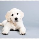 베베동물병원 이미지