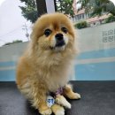 백슬동물병원 | 강아지 십자인대파열 수술 안전한곳 발견
