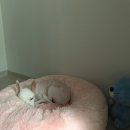 관저종합동물병원 이미지