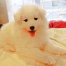 웃는강아지 이미지