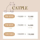 캣플헤븐 천안불당점 이미지