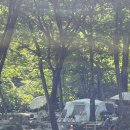 사지목 나무그늘 이미지