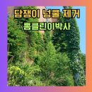 포천 빌라 담쟁이넝쿨 제거 건물 손상 방지 후기