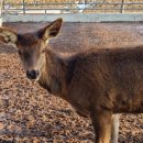 영산강사슴·곰농장 이미지