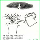 한국춘란의 오(5)월달 관리와 공생(共生-symbiosis association)과 단상(737) 이미지