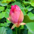 합덕연지마을 이미지