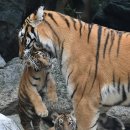 우리나라 이미지