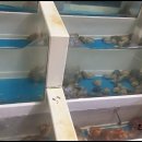 똑순이네수산 이미지