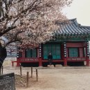 지리산매화네