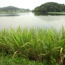 고단1리 이미지