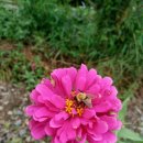 태양 양봉원 이미지