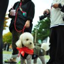 고아웃 | 2025 20th 고아웃 캠프 반려견 동반 캠핑 후기