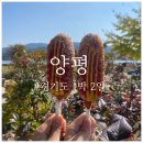 경기도 양평군 고송분교 | 서울 근교 글램핑 여행 양평 1박 2일(와이 글램핑, 두물머리연핫도그, 동국이네 가을정원)