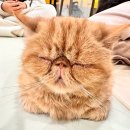 야옹야옹 이미지