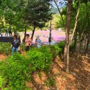 한국미래산업고등학교 | 2025 불암산 철쭉제 실시간 개화 상황 영상ㅣ주차 푸드트럭 행사 정보 공유