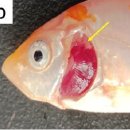 비단잉어 CEV(carp edema virus)감염 개체의 아가미 이미지